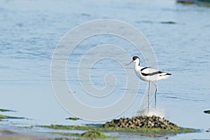 Pied Avocet in mudflat