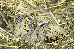 Pied Avocet nest with eggs