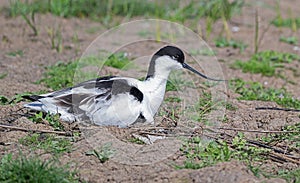 Pied Avocet on Nest. photo