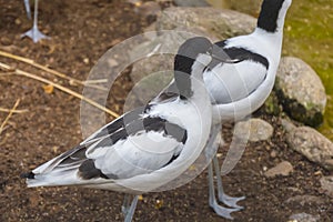 Pied avocet next to a pond, Recurvirostra avosetta