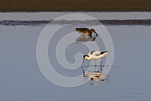 PIed avocet over water