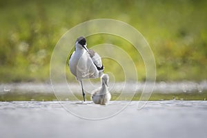 Pied Avocet parent and chick