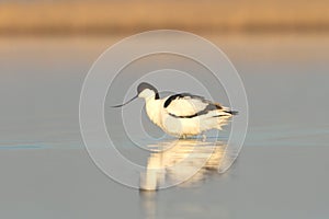 Pied avocet / Recurvirostra