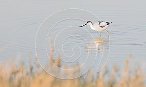 Pied avocet Recurvirostra avosetta