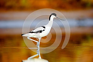 Pied Avocet, Recurvirostra avosetta