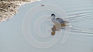 Pied Avocet Recurvirostra avosetta