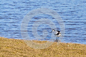 Pied Avocet Recurvirostra avosetta