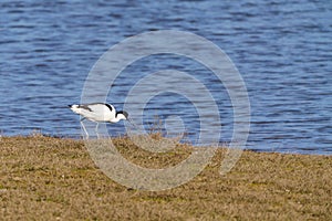 Pied Avocet Recurvirostra avosetta