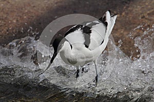 Pied avocet Recurvirostra avosetta