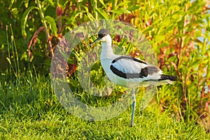 Pied Avocet, Recurvirostra avosetta