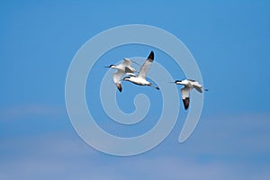 Pied Avocet (Recurvirostra avosetta) photo