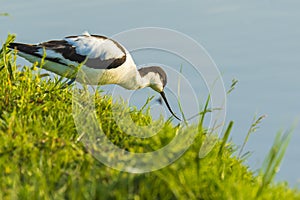 Pied Avocet, Recurvirostra avosetta