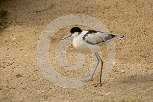 The Pied Avocet Recurvirostra avosetta.