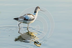 Pied Avocet, Recurvirostra avosetta