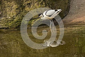 The Pied Avocet Recurvirostra avosetta.