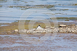 Pied avocet & x28;Recurvirostra avosetta& x29;