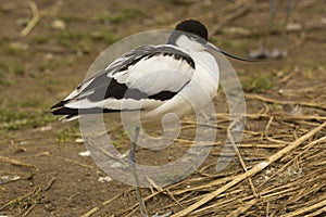 Pied Avocet Recurvirostra avosetta.