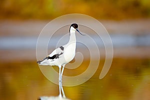 Pied Avocet, Recurvirostra avosetta