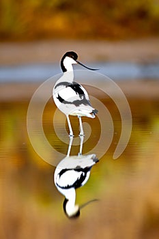 Pied Avocet, Recurvirostra avosetta