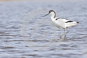 Pied avocet ( Recurvirostra avosetta )