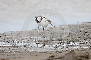 The pied avocet Recurvirostra avosetta