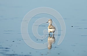 Pied avocet ( Recurvirostra avosetta )