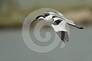 Pied avocet (Recurvirostra avosetta)