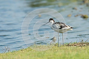 Pied avocet (Recurvirostra avosetta)