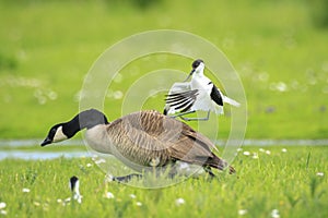 Pied Avocet, Recurvirostra avosetta, attacking a canadian goose