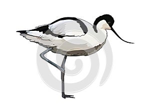 Pied Avocet Recurvirostra avosetta Bird vector illustration