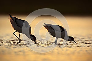 Pied Avocet, Recurvirostra avosetta, black and white bird in the water, France. Wildlife scene from nature. Bird with head under