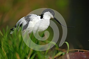 Pied Avocet, Recurvirostra avosetta, black and white in the green grass, bird in the nature habitat, France