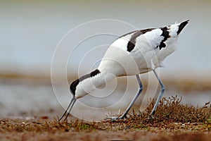 Pied Avocet, Recurvirostra avosetta, black and white in the green grass, drinking water, bird in the nature habitat, Hungary photo