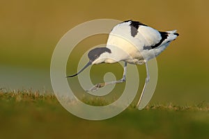 Pied Avocet, Recurvirostra avosetta, black and white in the green grass, France
