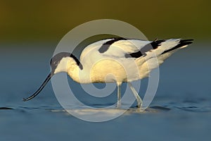 Pied Avocet, Recurvirostra avosetta, black and white wader bird in blue water, submerged head, France