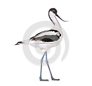 Pied avocet, Recurvirostra avosetta,  black and white wader, stilt family