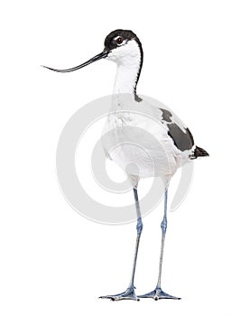 Pied avocet, Recurvirostra avosetta,  black and white wader, stilt family