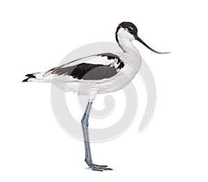 Pied avocet, Recurvirostra avosetta, black and white wader, stilt family, isolated on white