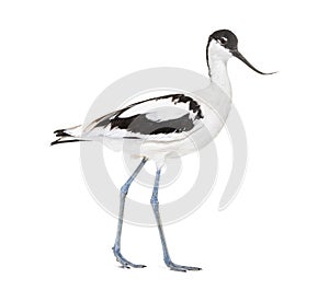 Pied avocet, Recurvirostra avosetta, black and white wader, stilt family, isolated on white