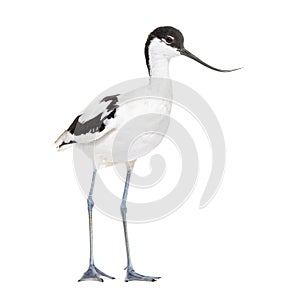 Pied avocet, Recurvirostra avosetta, black and white wader, stilt family, isolated on white