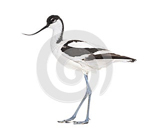 Pied avocet, Recurvirostra avosetta, black and white wader, stilt family, isolated on white