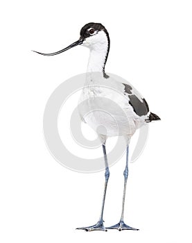 Pied avocet, Recurvirostra avosetta,  black and white wader, stilt family photo