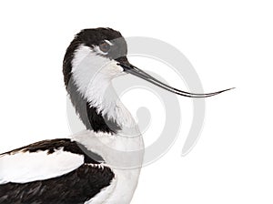 Pied avocet, Recurvirostra avosetta,  black and white wader, stilt family photo