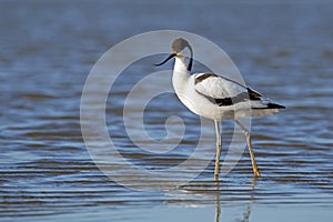 Pied avocet (Recurvirostra avosetta) captured close up in the blue water in the Netherlands photo
