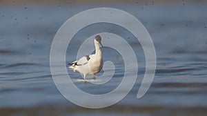 Pied avocet - Recurvirostra avosetta - feeding