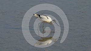 Pied avocet (Recurvirostra avosetta) feeding