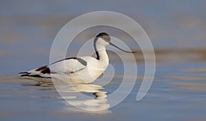 Pied avocet -Recurvirostra avosetta - feeding on the shore of lagoon