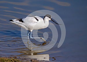 Pied Avocet - Recurvirostra avosetta feeding on a wetland.. photo