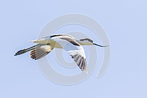 Pied Avocet Recurvirostra avosetta in flight