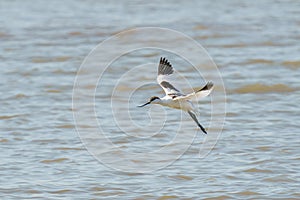 Pied Avocet (Recurvirostra avosetta) in flight over the River Thames